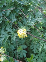 Corydalis nobilis