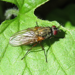 Hydrophoria linogrisea