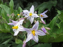 Solanum saponaceum
