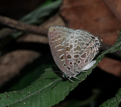 Arhopala dispar