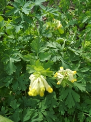 Corydalis nobilis