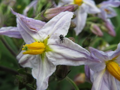 Solanum saponaceum