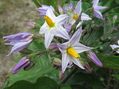 Solanum saponaceum