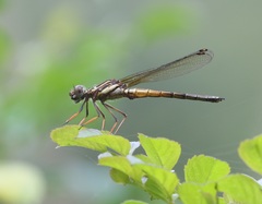 Platycypha fitzsimonsi