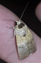 Athetis thoracica