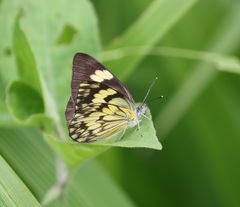 Belenois gidica abyssinica