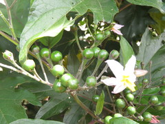 Solanum saponaceum