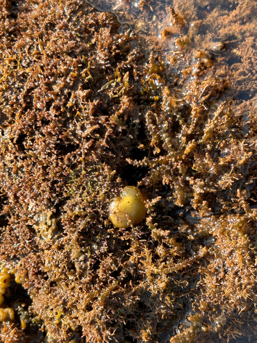 Acanthophora spicifera observed 2026-06-03