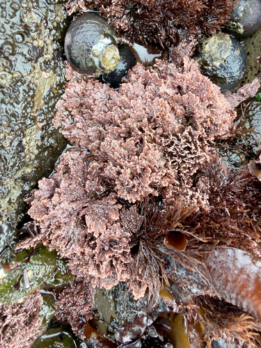 Bossiella plumosa, 2026-06-18
