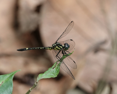 Hylaeothemis