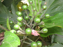 Solanum saponaceum