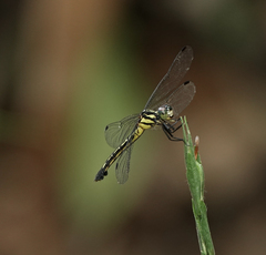 Hylaeothemis