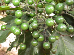 Solanum saponaceum