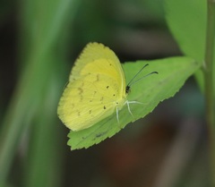 Eurema desjardinsii