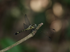 Hylaeothemis