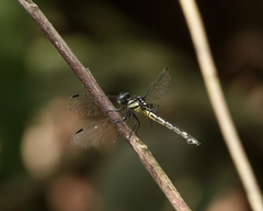 Hylaeothemis