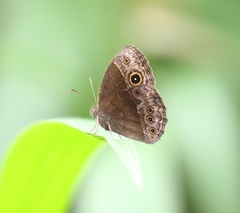 Bicyclus safitza
