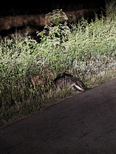 European Badger