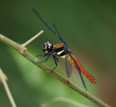 Lyriothemis