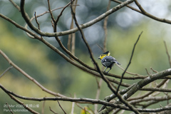 Machlolophus spilonotus