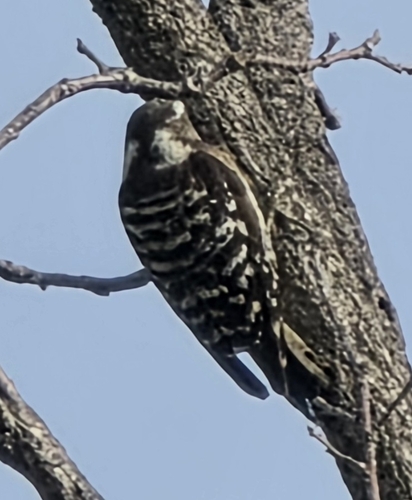 Japanese Pygmy Woodpecker