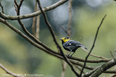 Machlolophus spilonotus