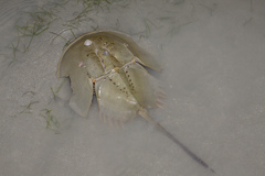 Tachypleus gigas