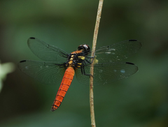 Lyriothemis