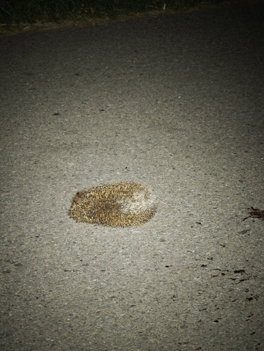 Northern White-breasted Hedgehog