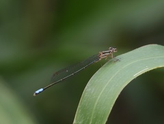 Pseudagrion hageni