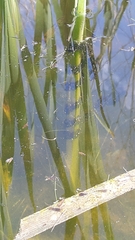 Pelobates fuscus insubricus