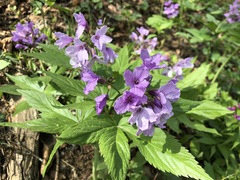 Cardamine pentaphyllos