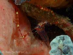 Cuapetes ischiospinosus