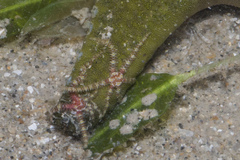 Ophiothela mirabilis