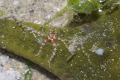 Ophiothela mirabilis