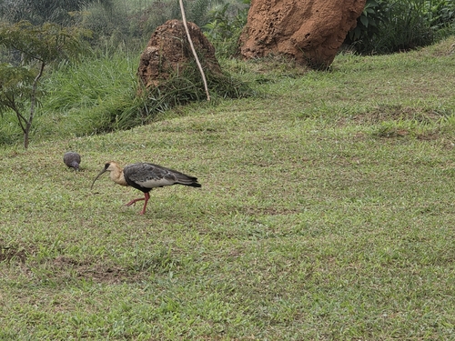 Buff-necked Ibis