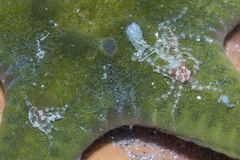 Ophiothela mirabilis