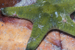 Ophiothela mirabilis