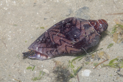 Cymbiola nobilis