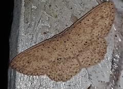 Cyclophora turneri