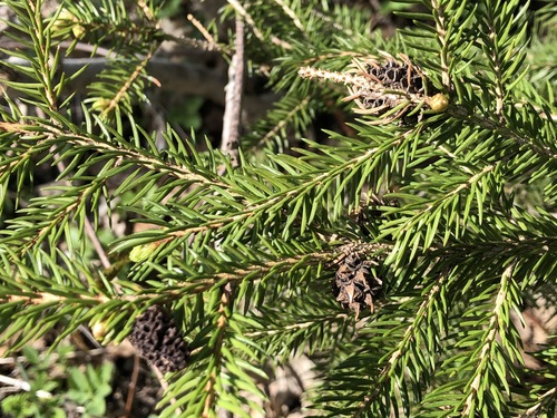 Adelges viridis
