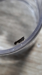 Perkinsiella