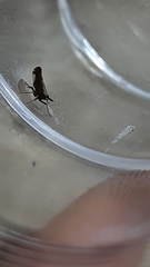 Perkinsiella
