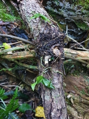 Drymoanthus