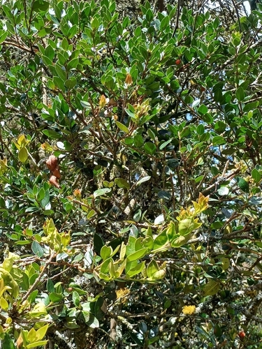 Myrcianthes leucoxyla