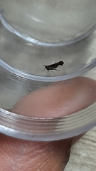 Perkinsiella