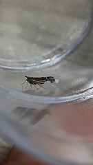 Perkinsiella