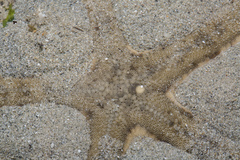 Archaster typicus