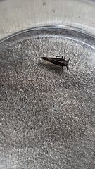 Perkinsiella