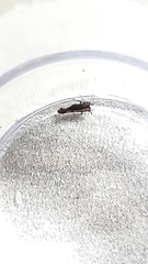 Perkinsiella